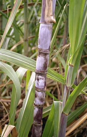 canne-a-sucre-2.jpg