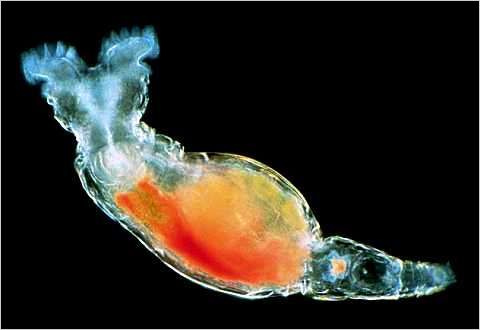 bdelloid-rotifer.jpg