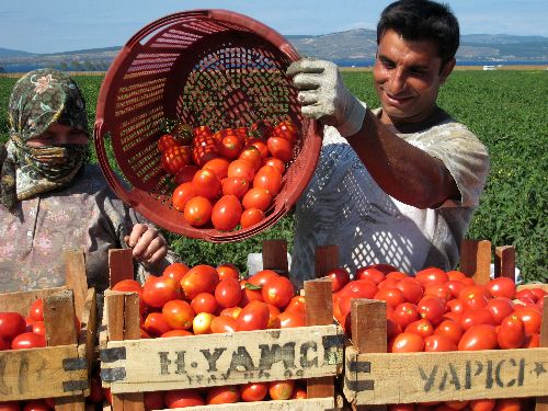 domates-ciftci.jpg